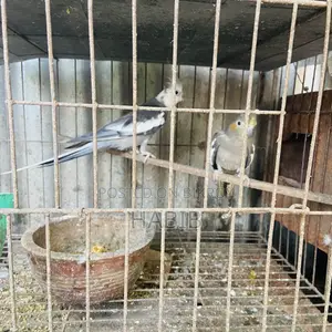 Cockatiel Bird Master Pair