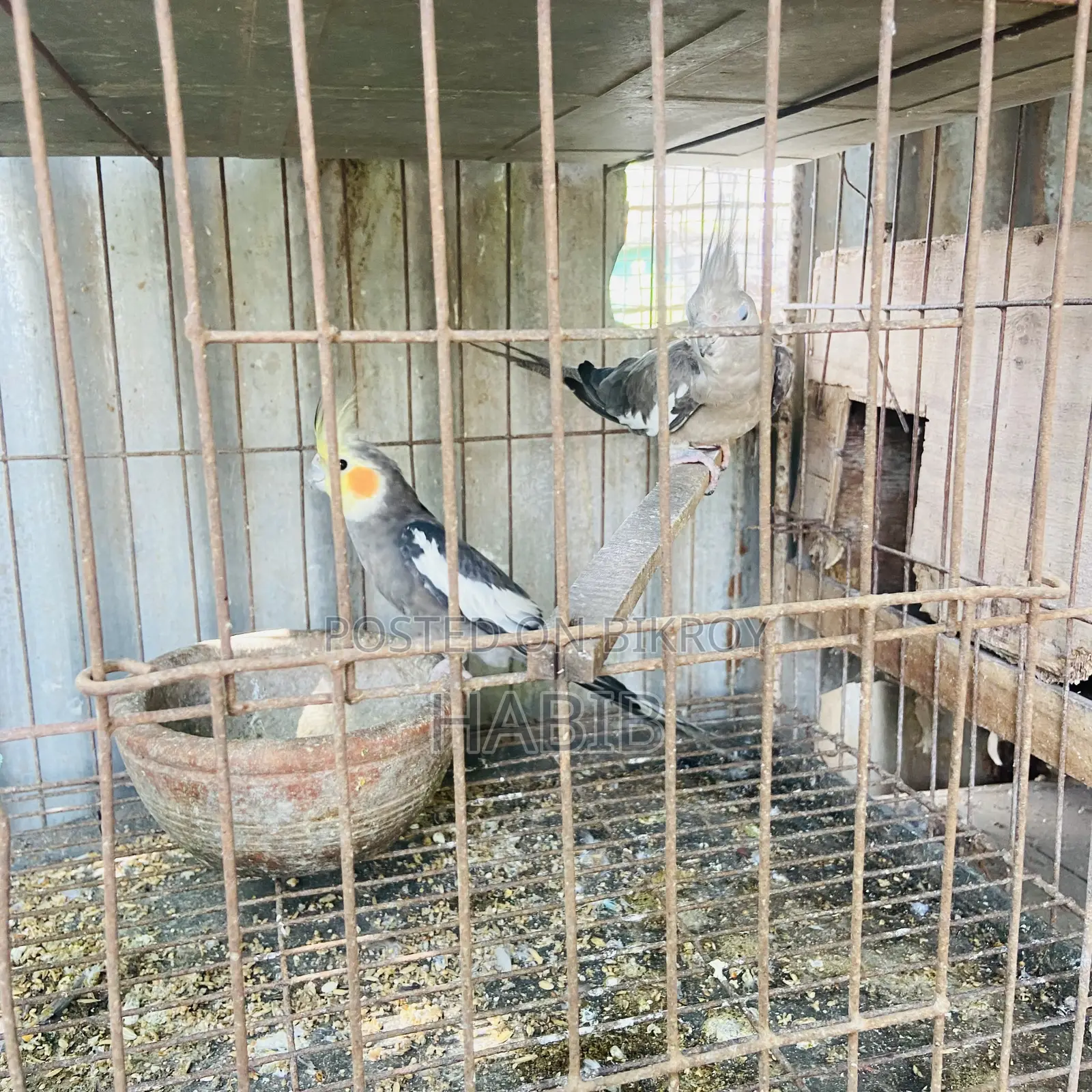 Cockatiel Bird Master Pair