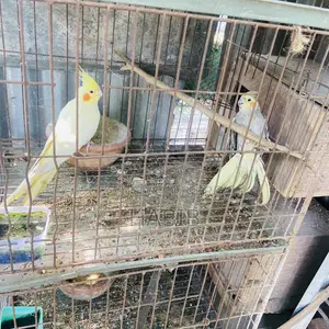 Cockatiel Bird Master Pair