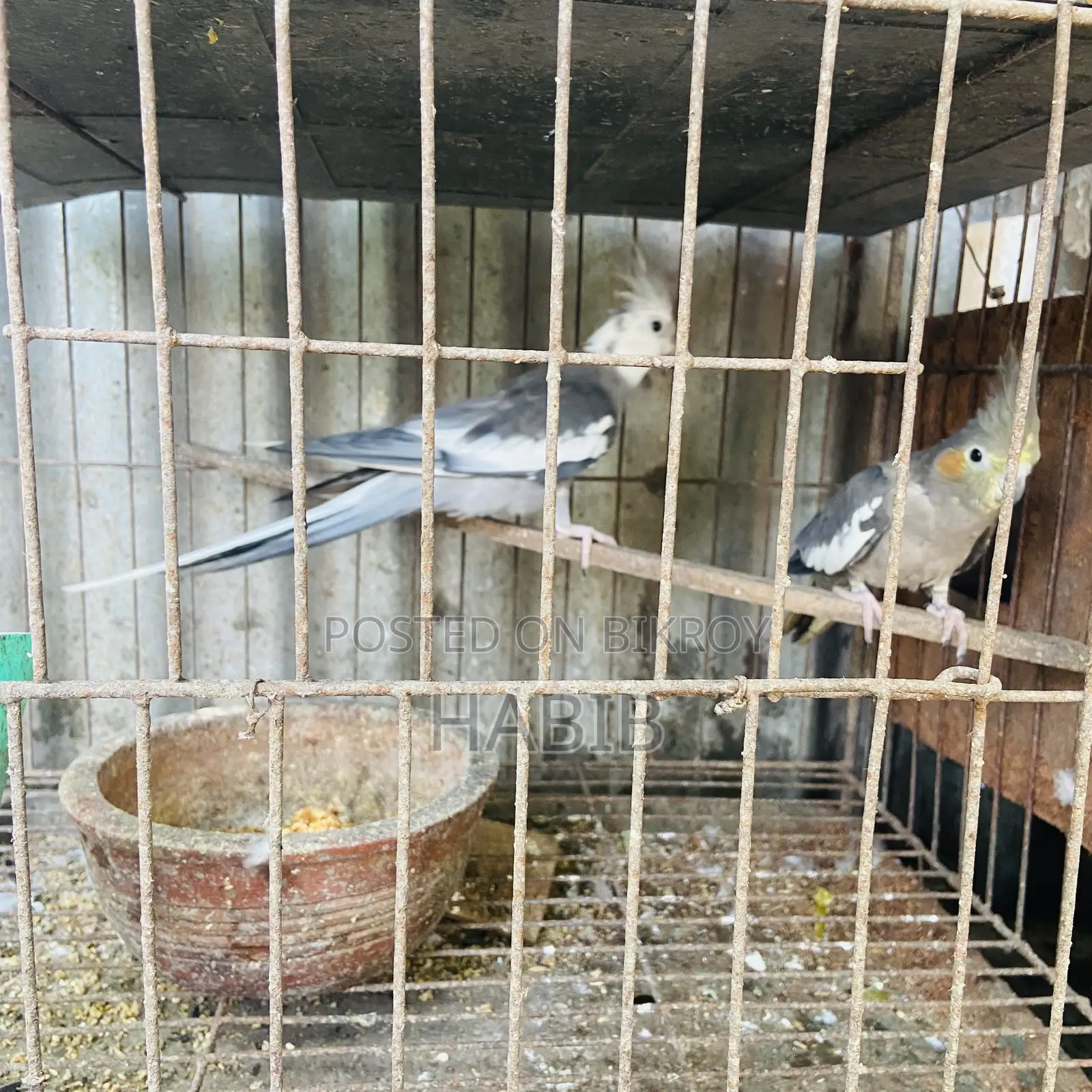 Cockatiel Bird Master Pair