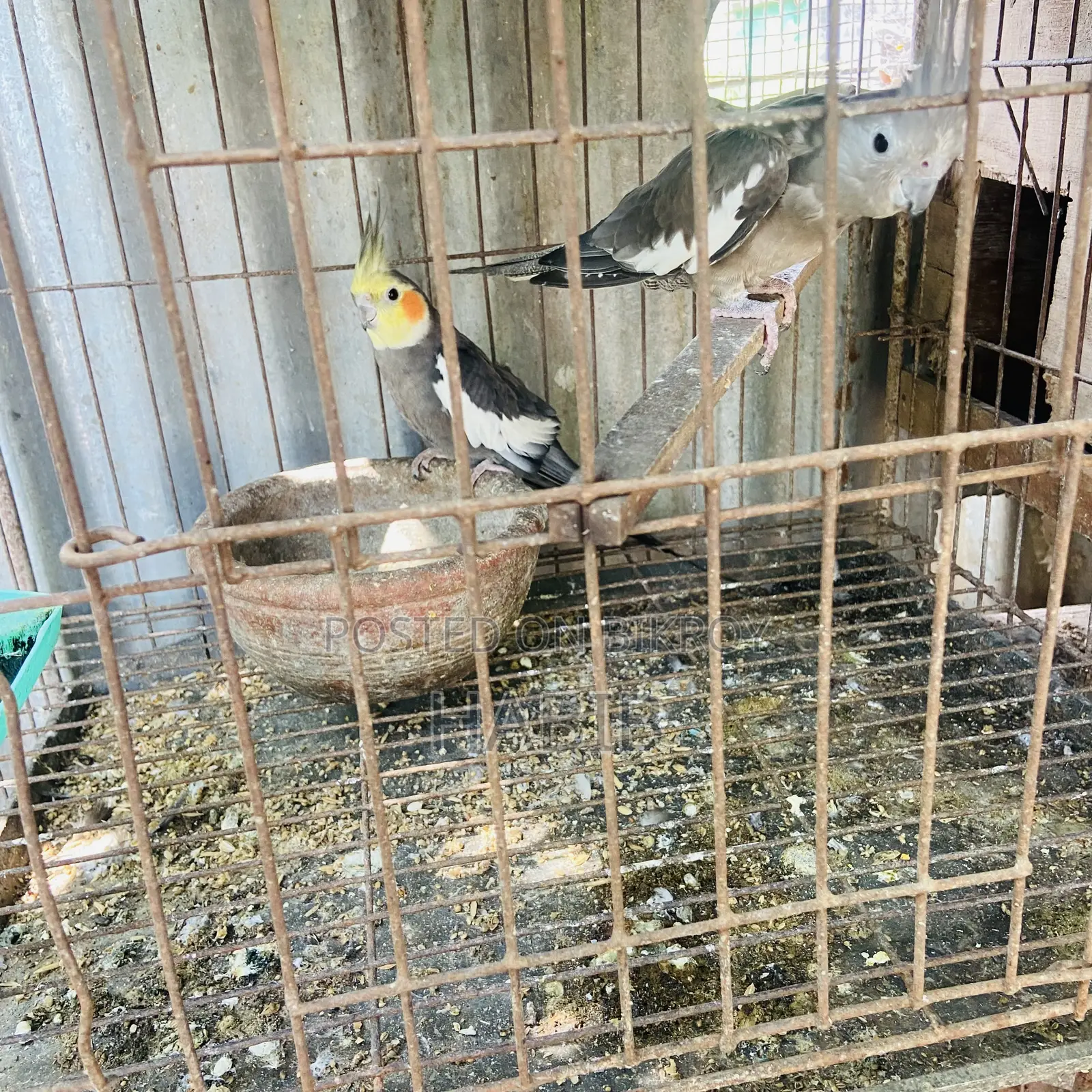 Cockatiel Bird Master Pair