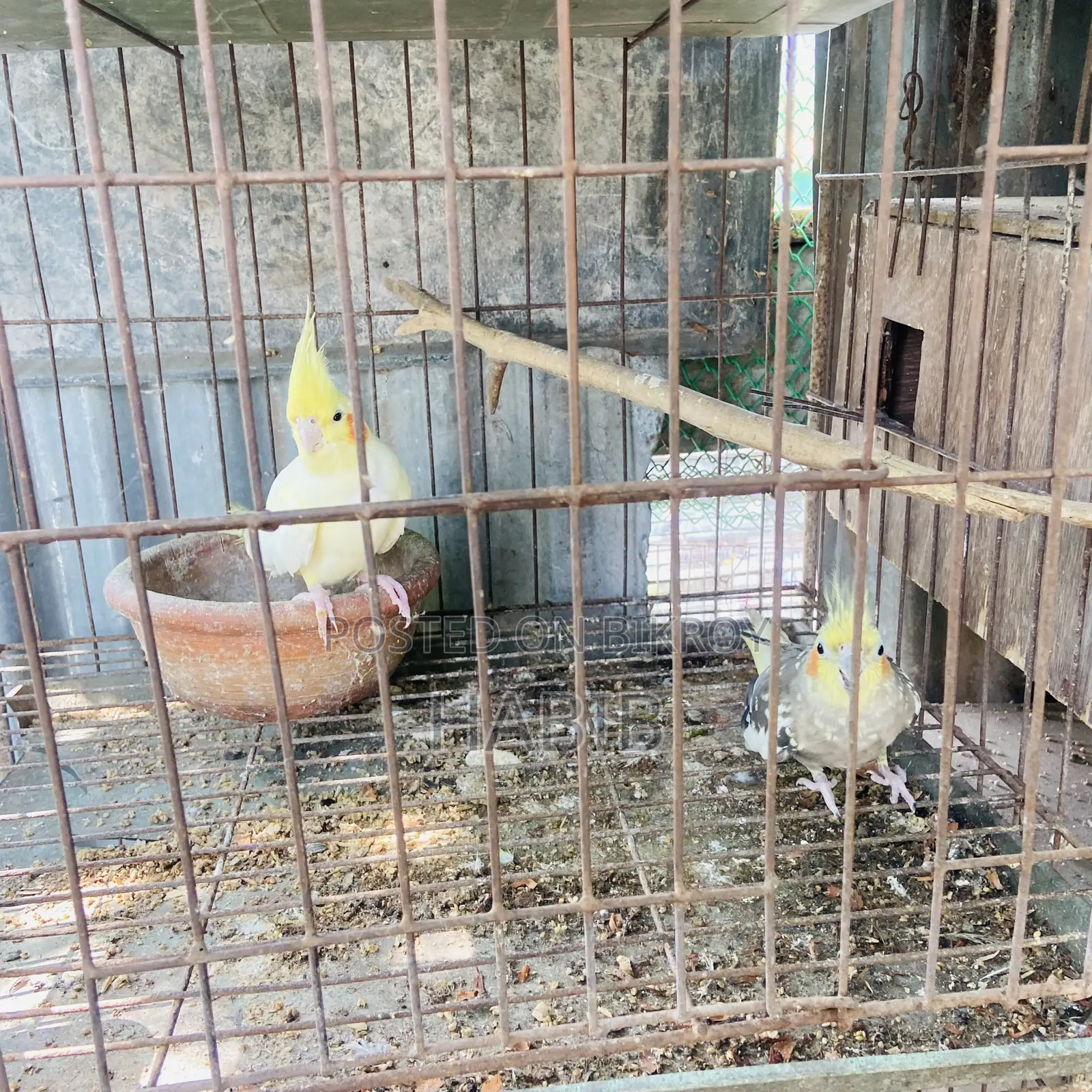 Cockatiel Bird Master Pair