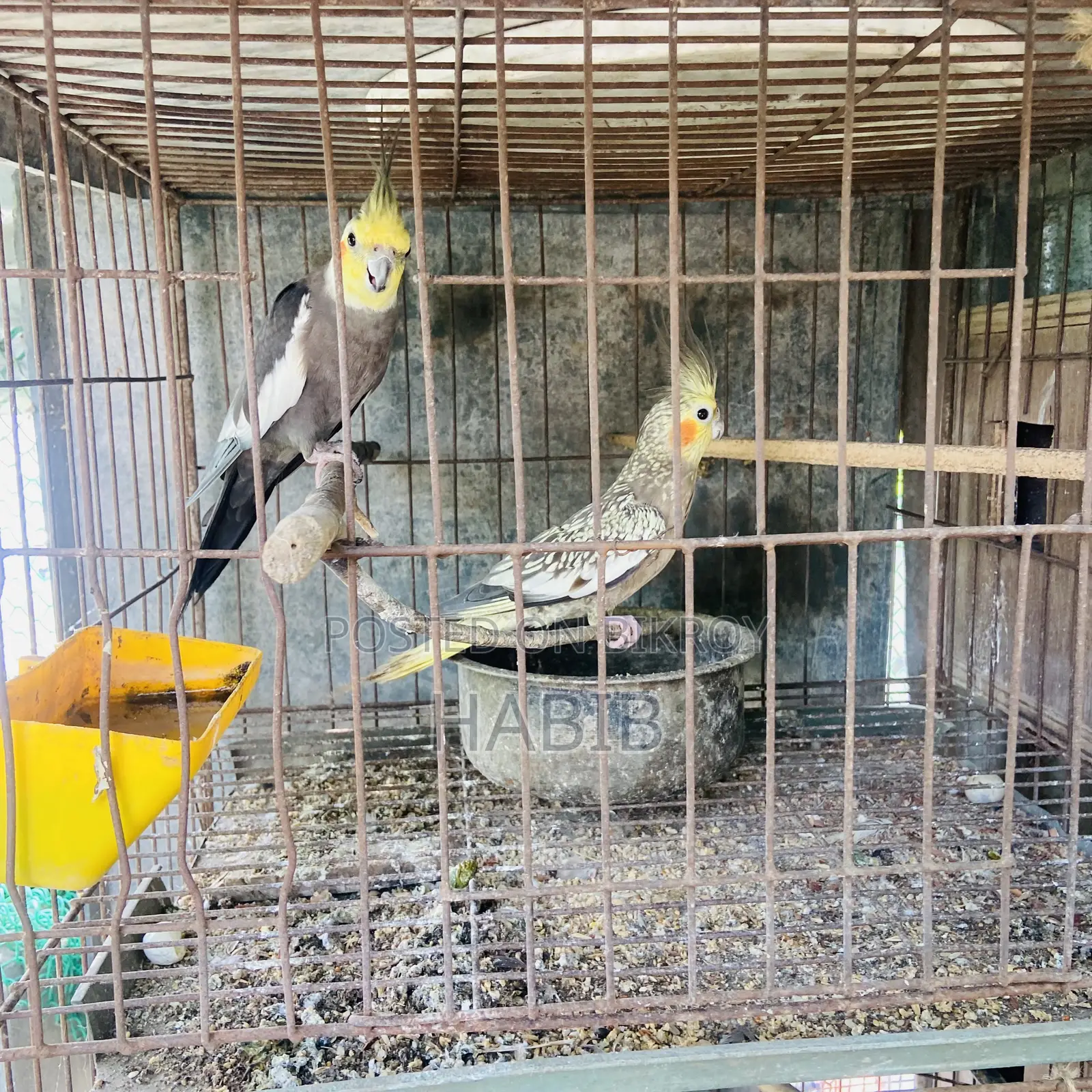 Cockatiel Bird Master Pair
