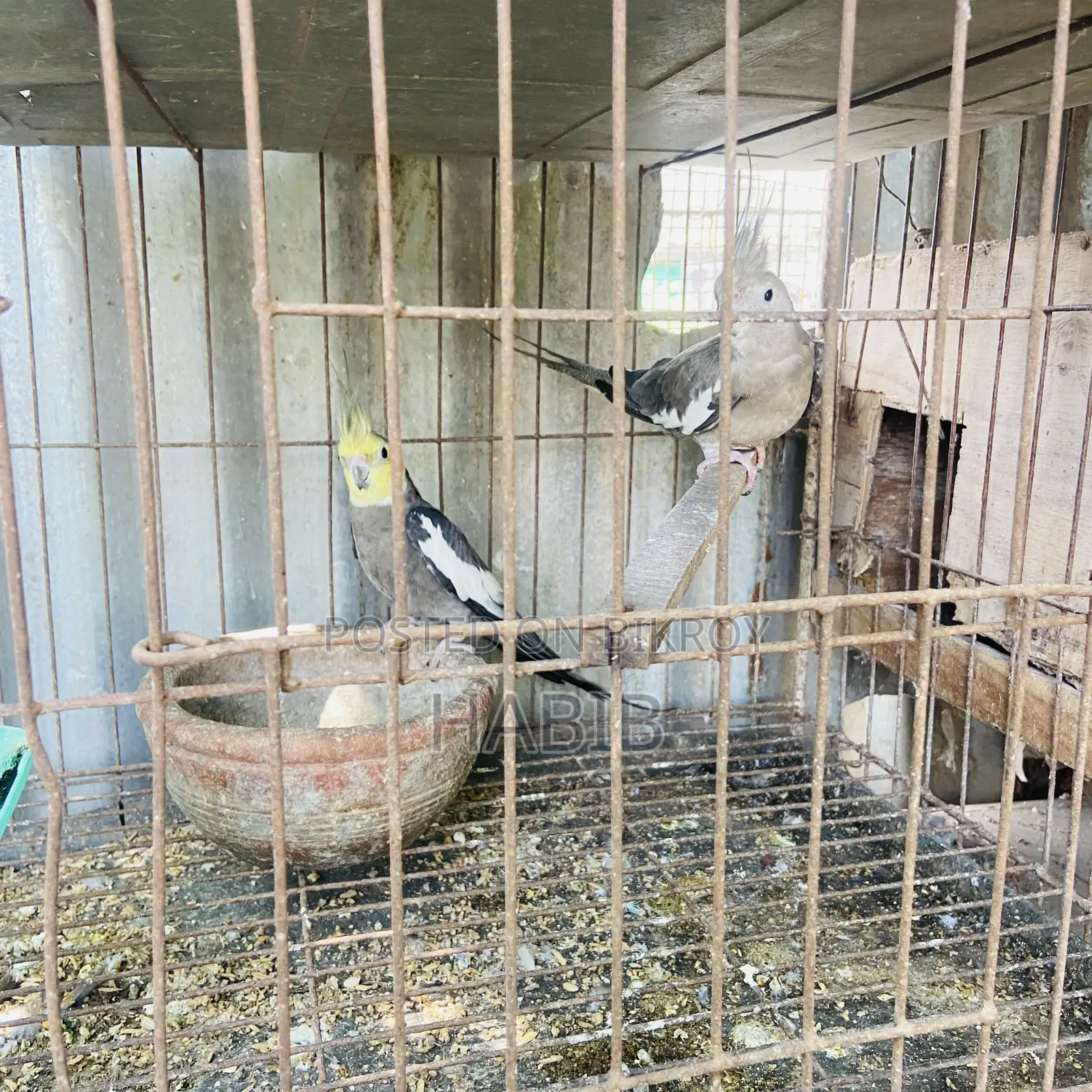 Cockatiel Bird Master Pair