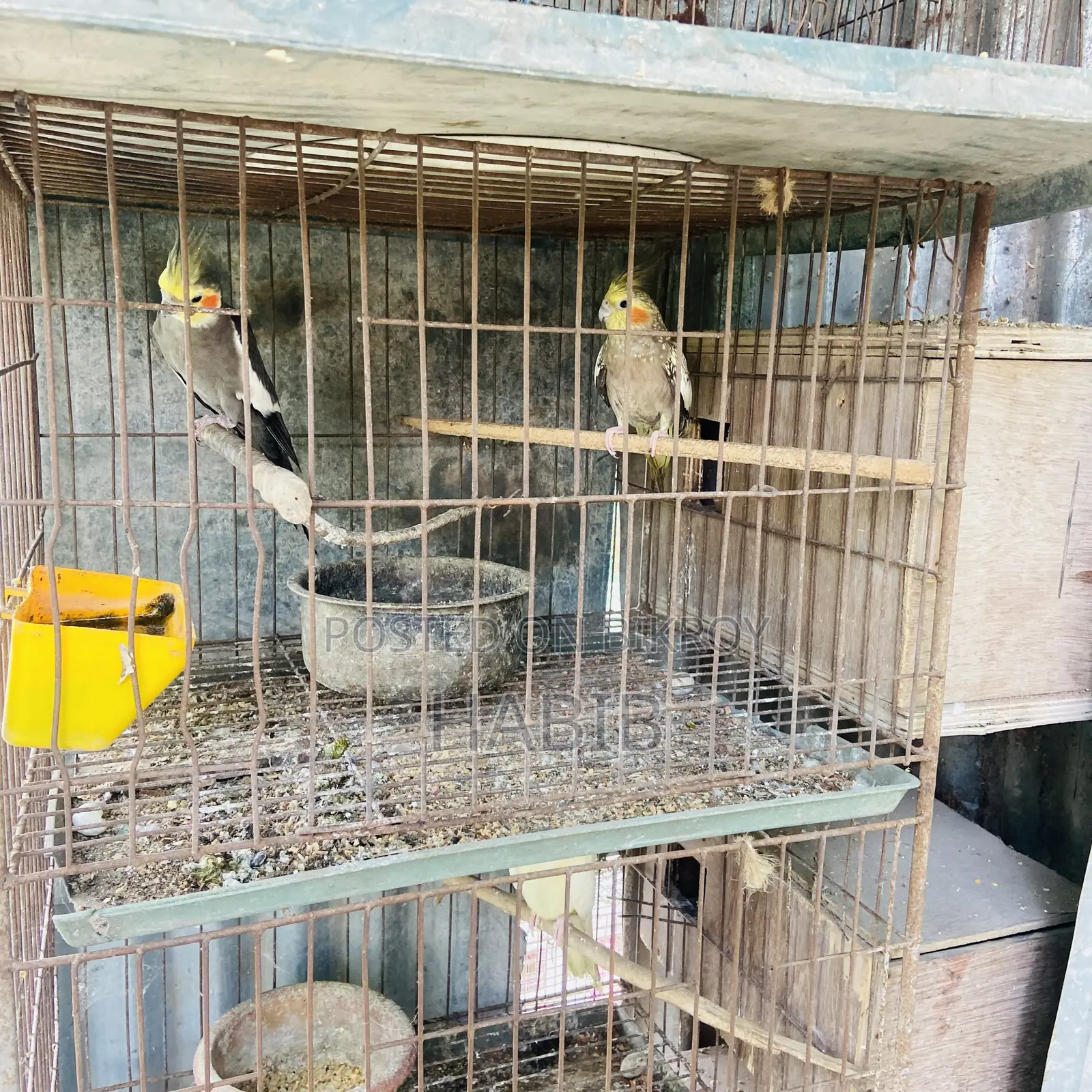 Cockatiel Bird Master Pair