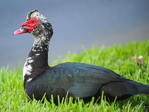 Muscovy duck and local rooster will be sold