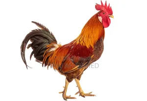 Muscovy duck and local rooster will be sold