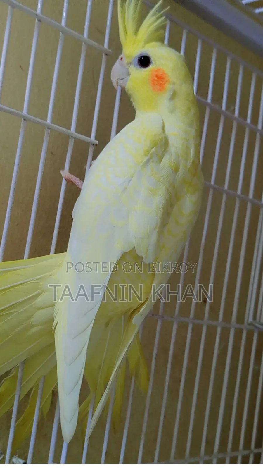 লুটিনো হেভি পার্ল