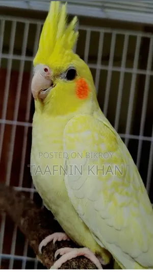 লুটিনো হেভি পার্ল