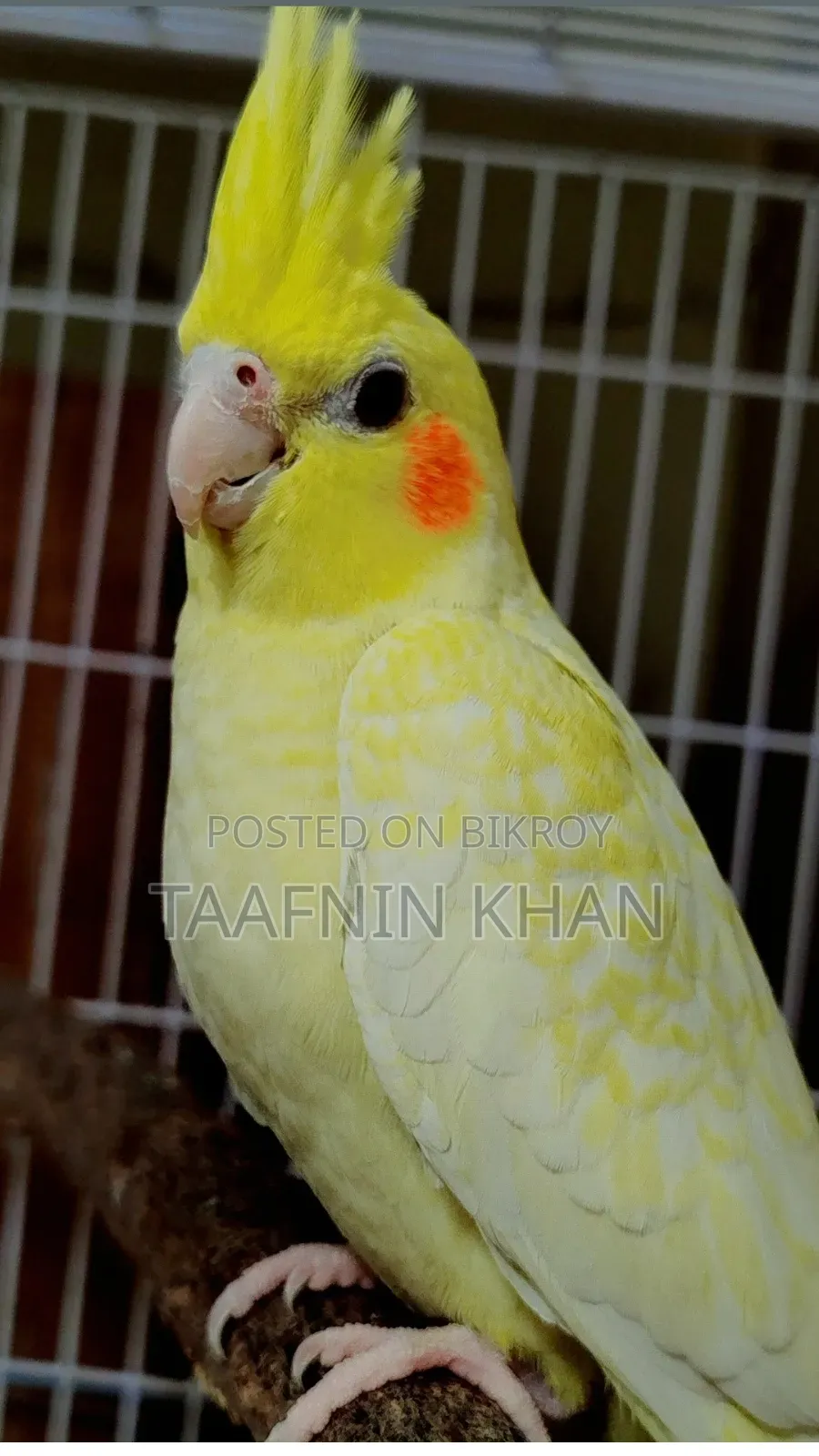 লুটিনো হেভি পার্ল