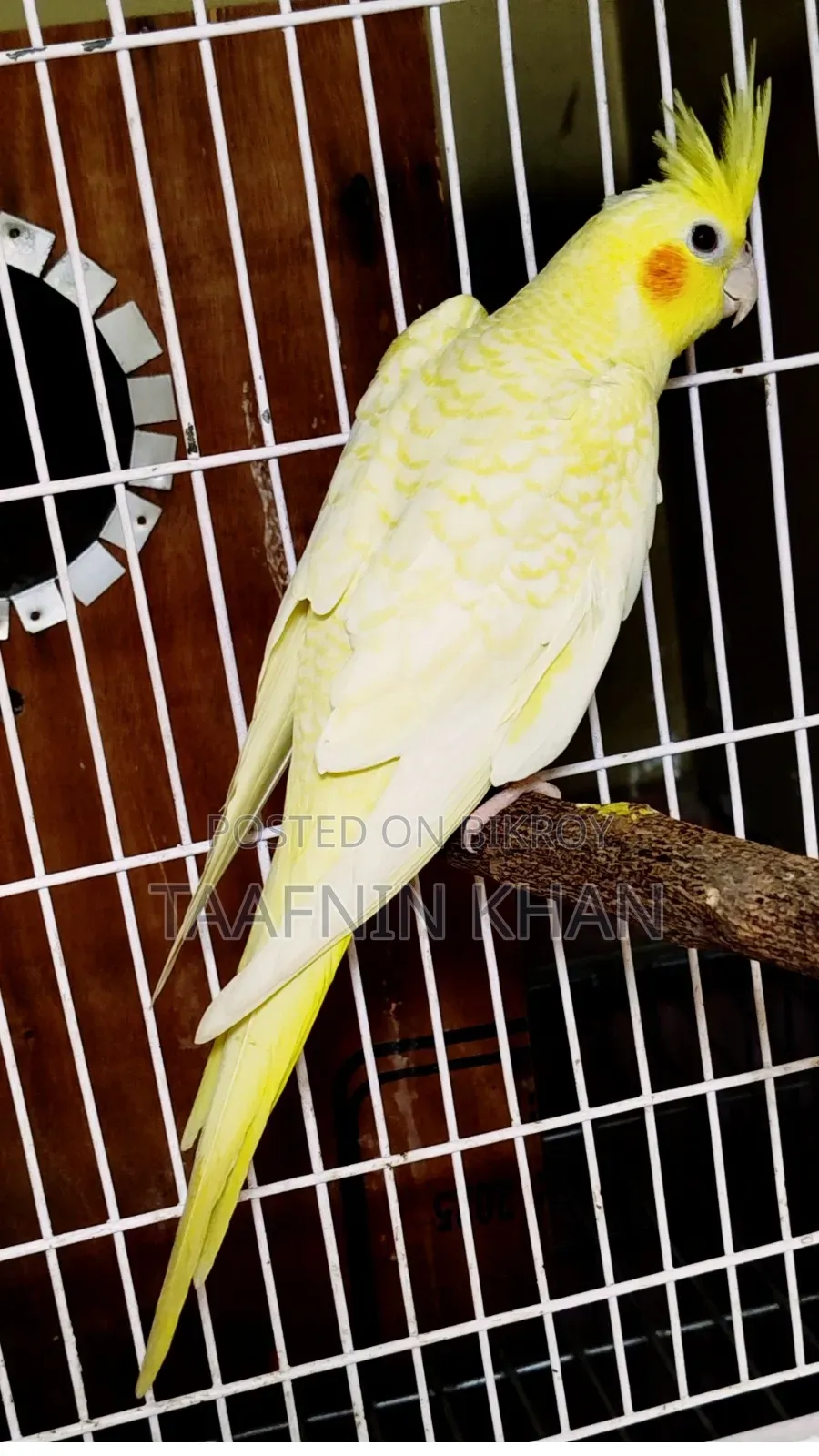 লুটিনো হেভি পার্ল