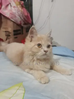 ৬-১২ মাস বয়সী ফিমেল পিওরব্রেড পার্সিয়ান