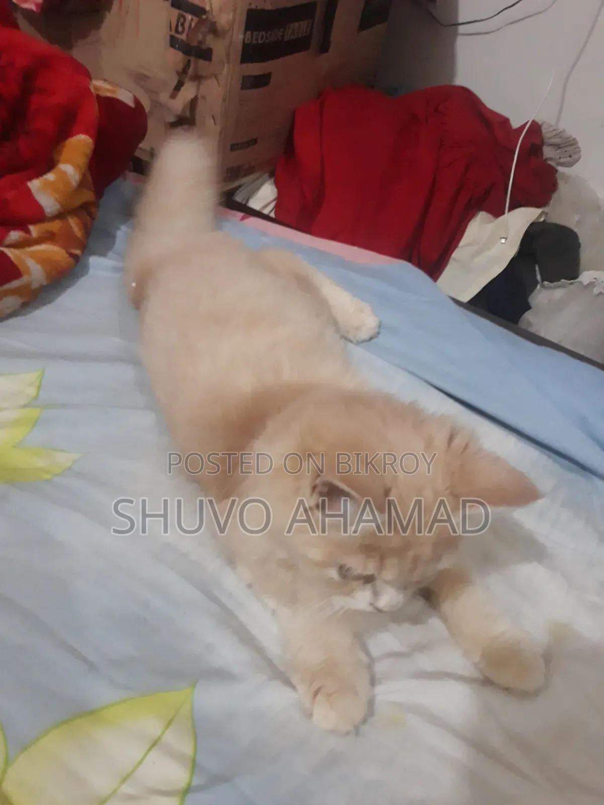 ৬-১২ মাস বয়সী ফিমেল পিওরব্রেড পার্সিয়ান