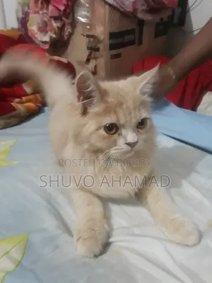 ৬-১২ মাস বয়সী ফিমেল পিওরব্রেড পার্সিয়ান