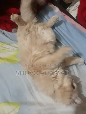 ৬-১২ মাস বয়সী ফিমেল পিওরব্রেড পার্সিয়ান