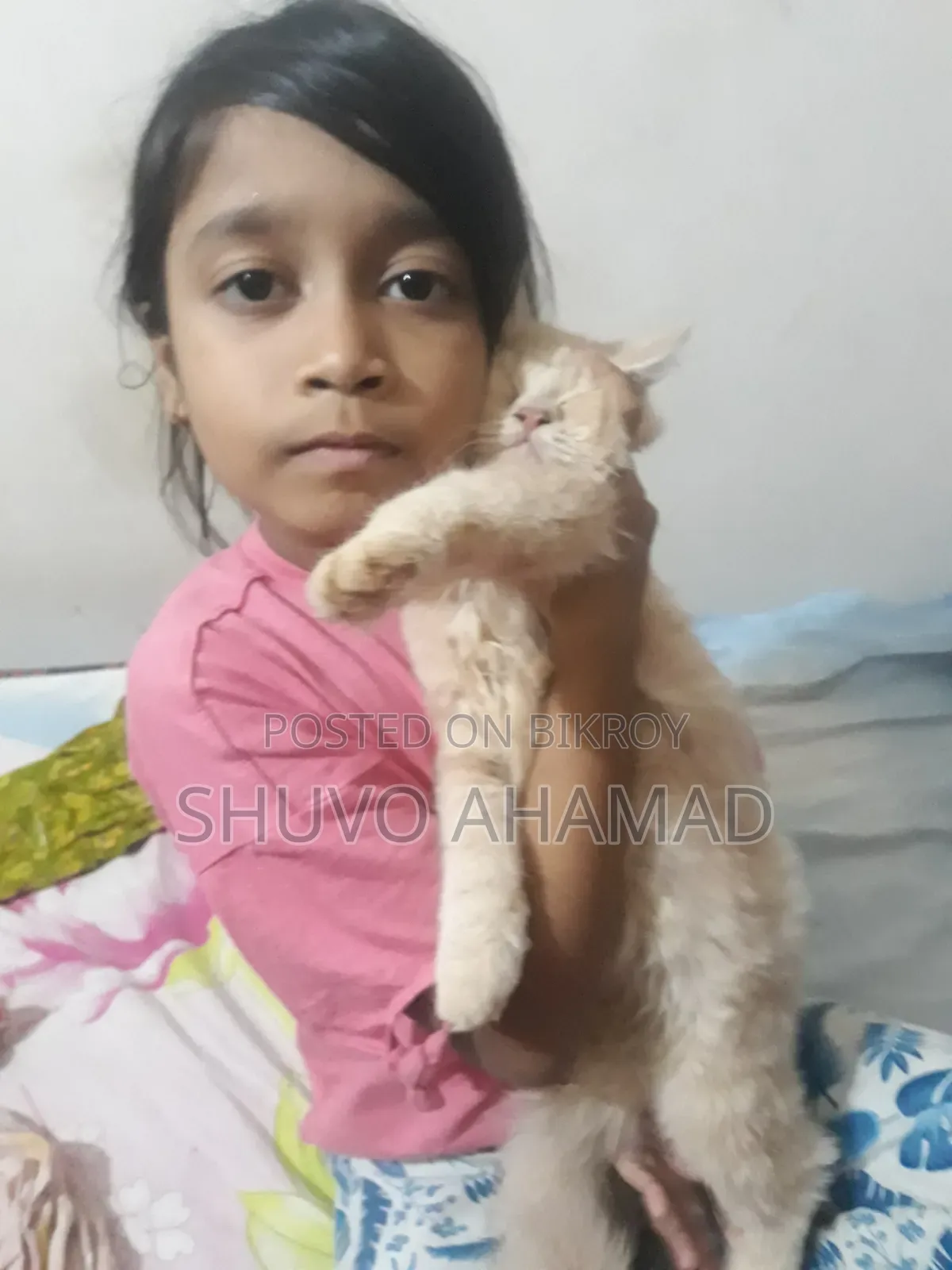 ৬-১২ মাস বয়সী ফিমেল পিওরব্রেড পার্সিয়ান