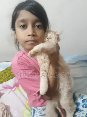৬-১২ মাস বয়সী ফিমেল পিওরব্রেড পার্সিয়ান
