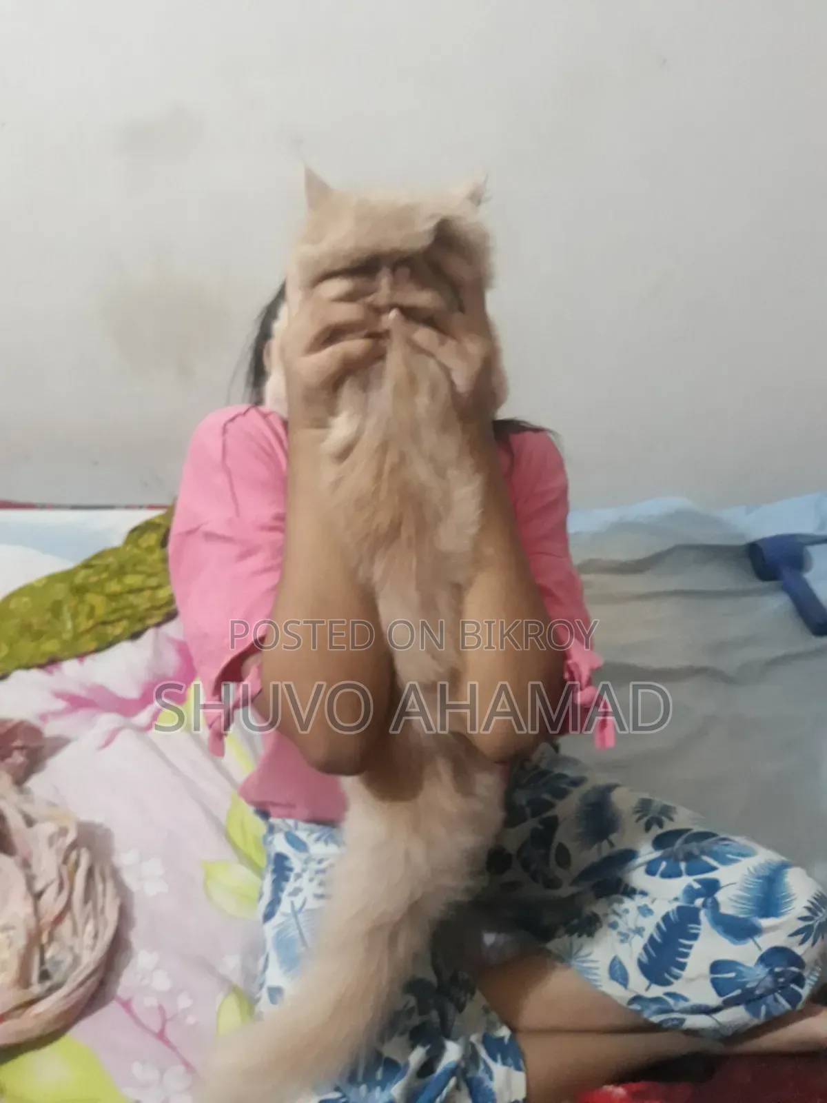 ৬-১২ মাস বয়সী ফিমেল পিওরব্রেড পার্সিয়ান