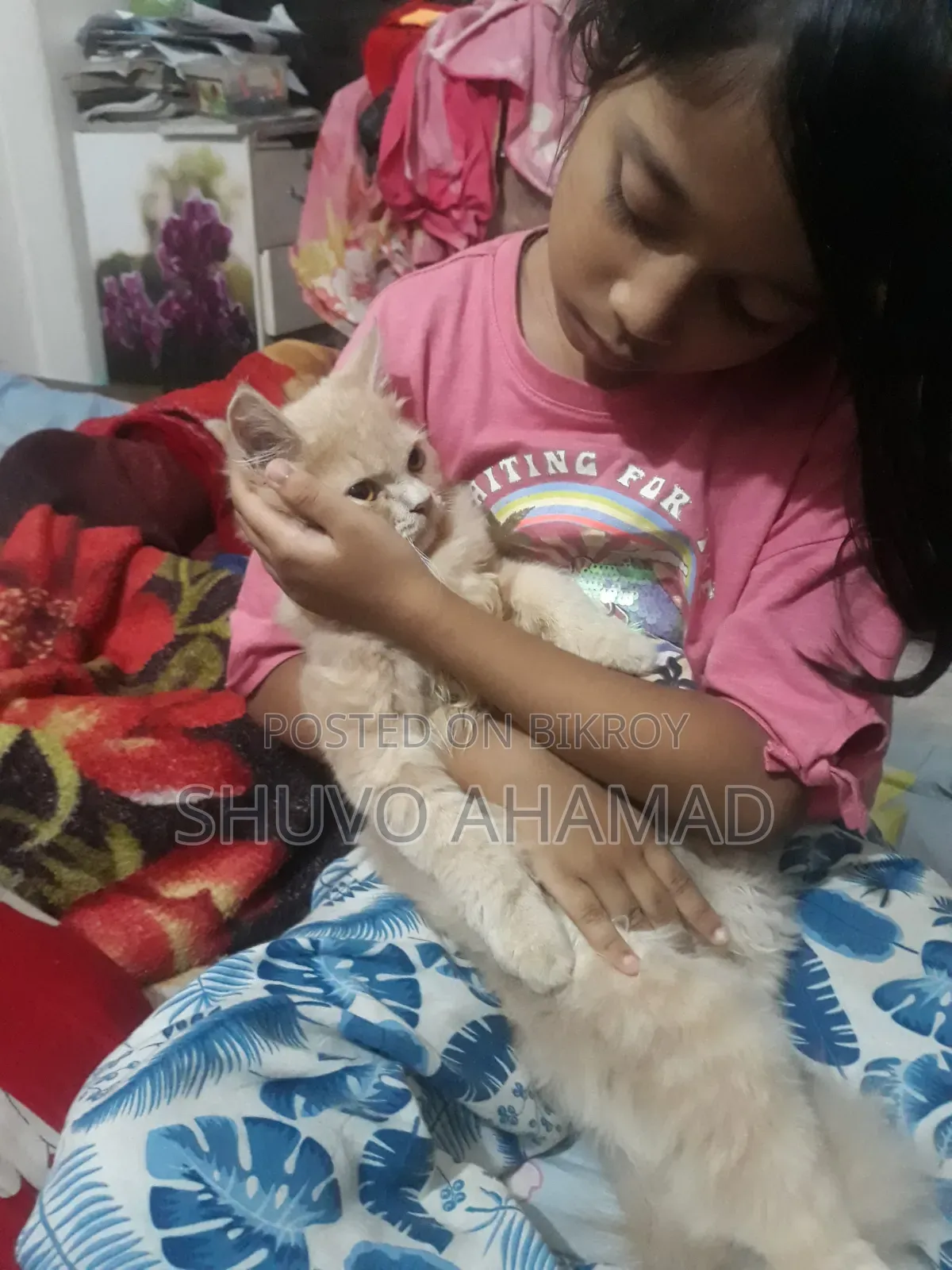 ৬-১২ মাস বয়সী ফিমেল পিওরব্রেড পার্সিয়ান