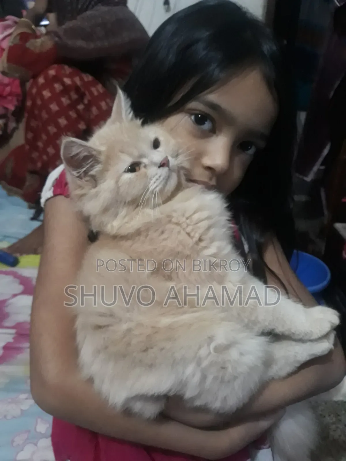 ৬-১২ মাস বয়সী ফিমেল পিওরব্রেড পার্সিয়ান