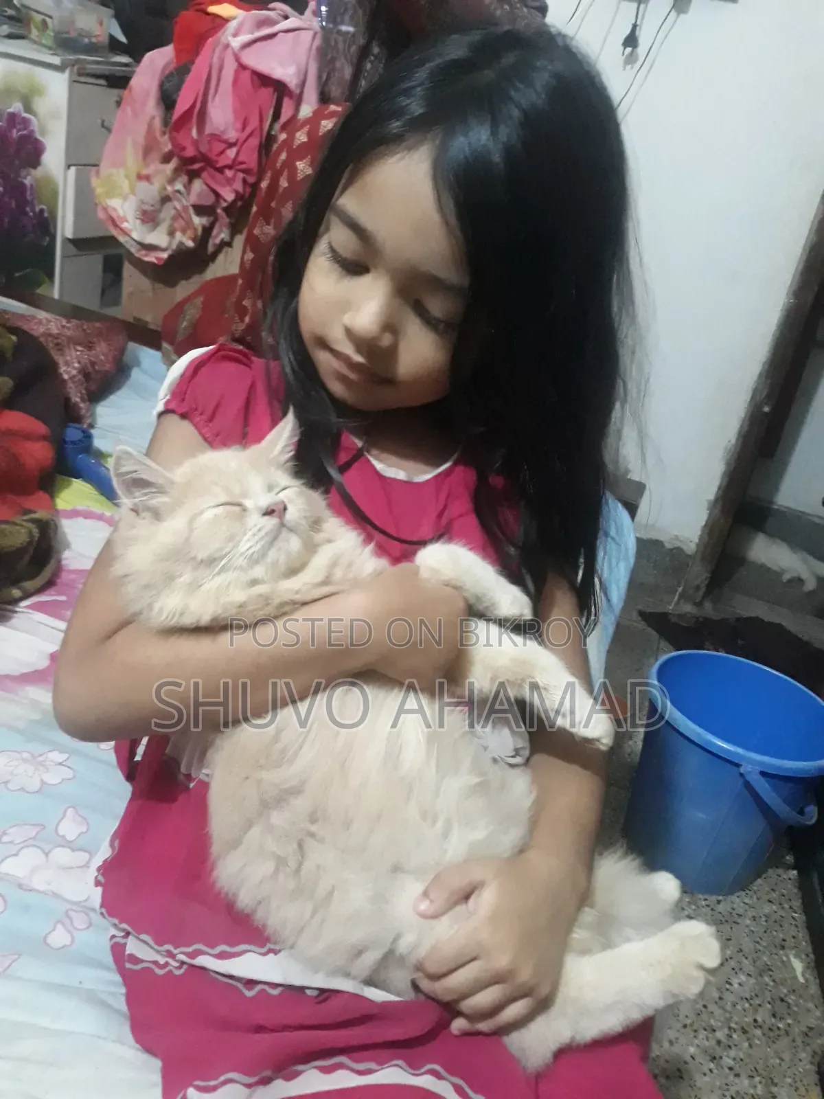৬-১২ মাস বয়সী ফিমেল পিওরব্রেড পার্সিয়ান