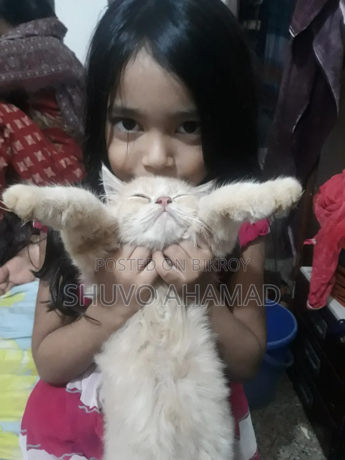 ৬-১২ মাস বয়সী ফিমেল পিওরব্রেড পার্সিয়ান