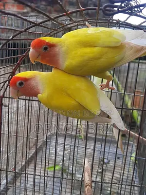 লুটিনো রেড আই পিচ ফেস লাভবার্ড