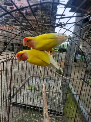 লুটিনো রেড আই পিচ ফেস লাভবার্ড