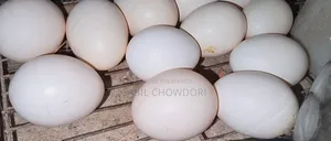 Silky and Sultan Breed and Big Eggs