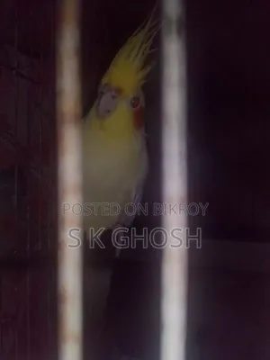 লুটিনো রেড আই ককটেল পাখি