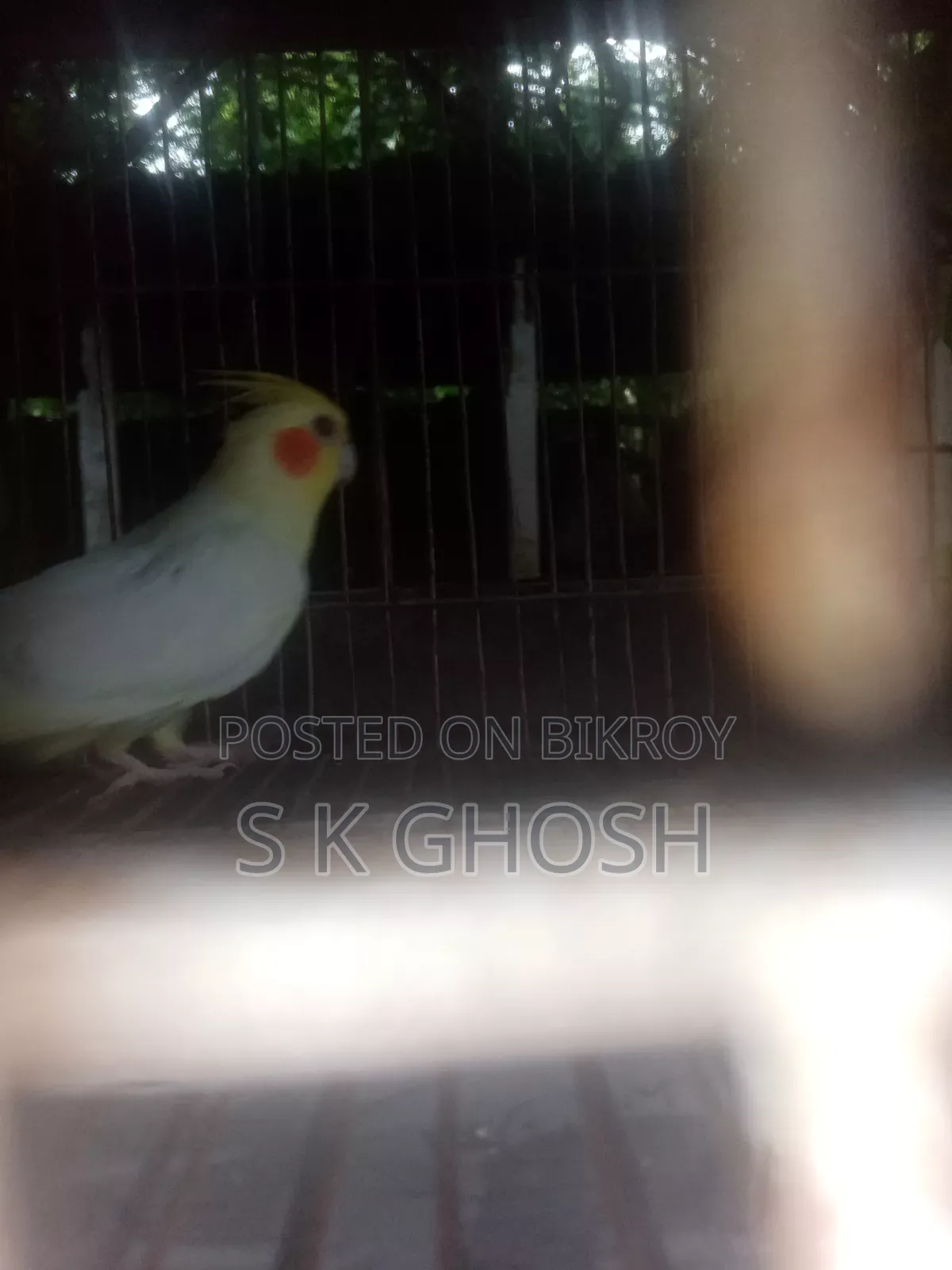 লুটিনো রেড আই ককটেল পাখি