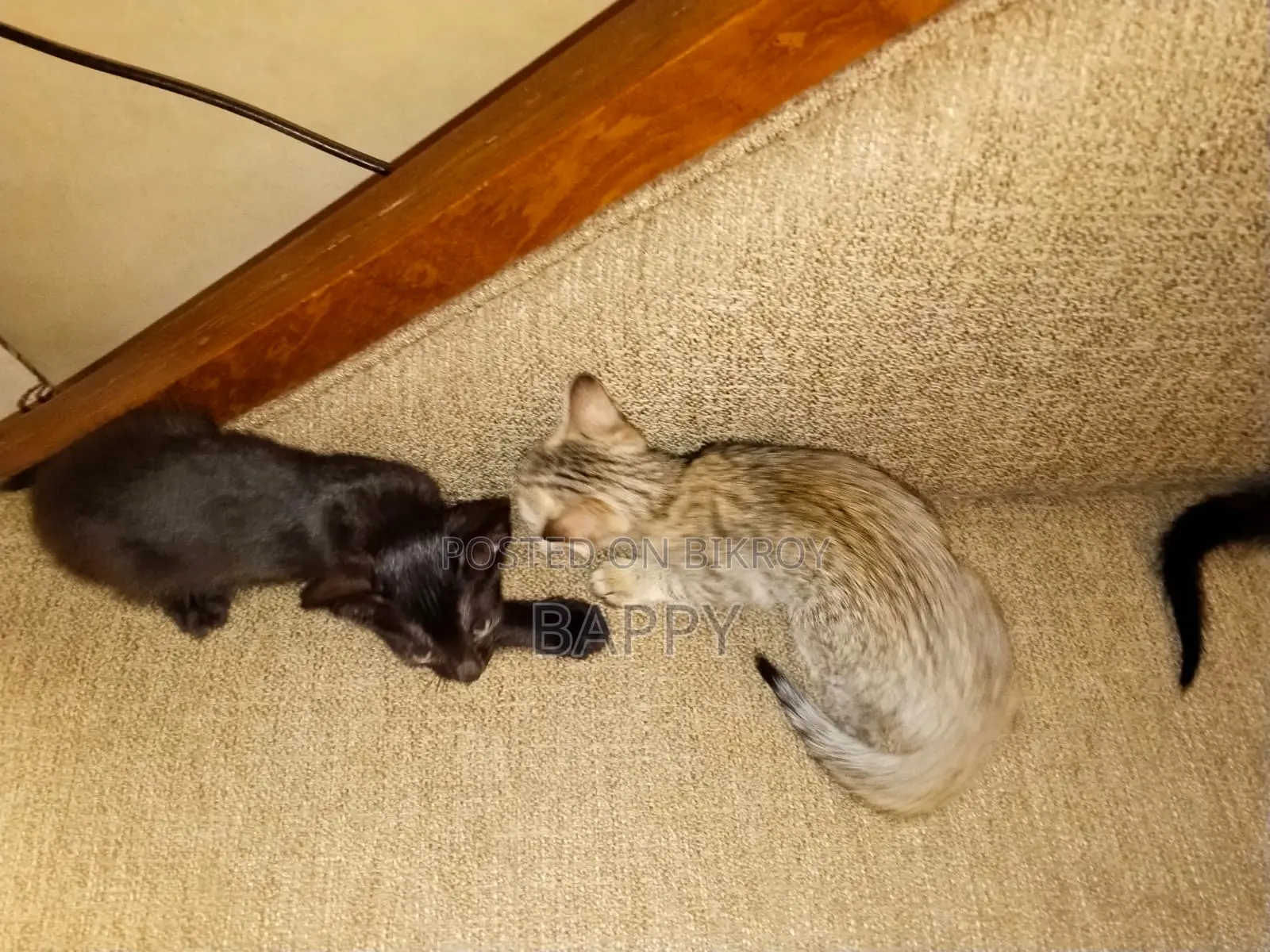 1-3 Months Male Mixed Breed Bengal