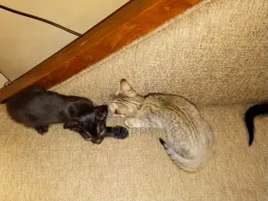 1-3 Months Male Mixed Breed Bengal