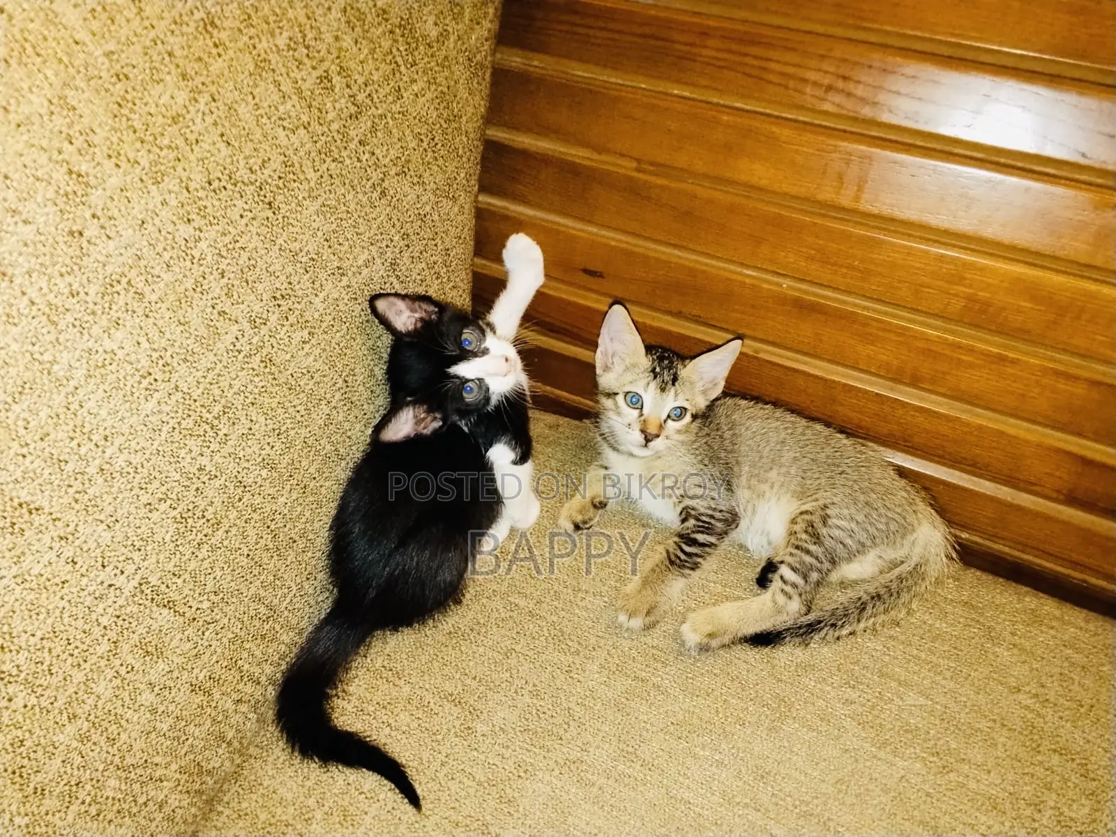 1-3 Months Male Mixed Breed Bengal