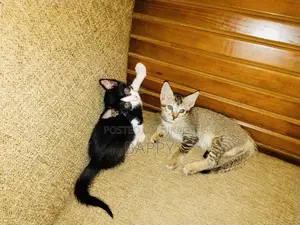 1-3 Months Male Mixed Breed Bengal