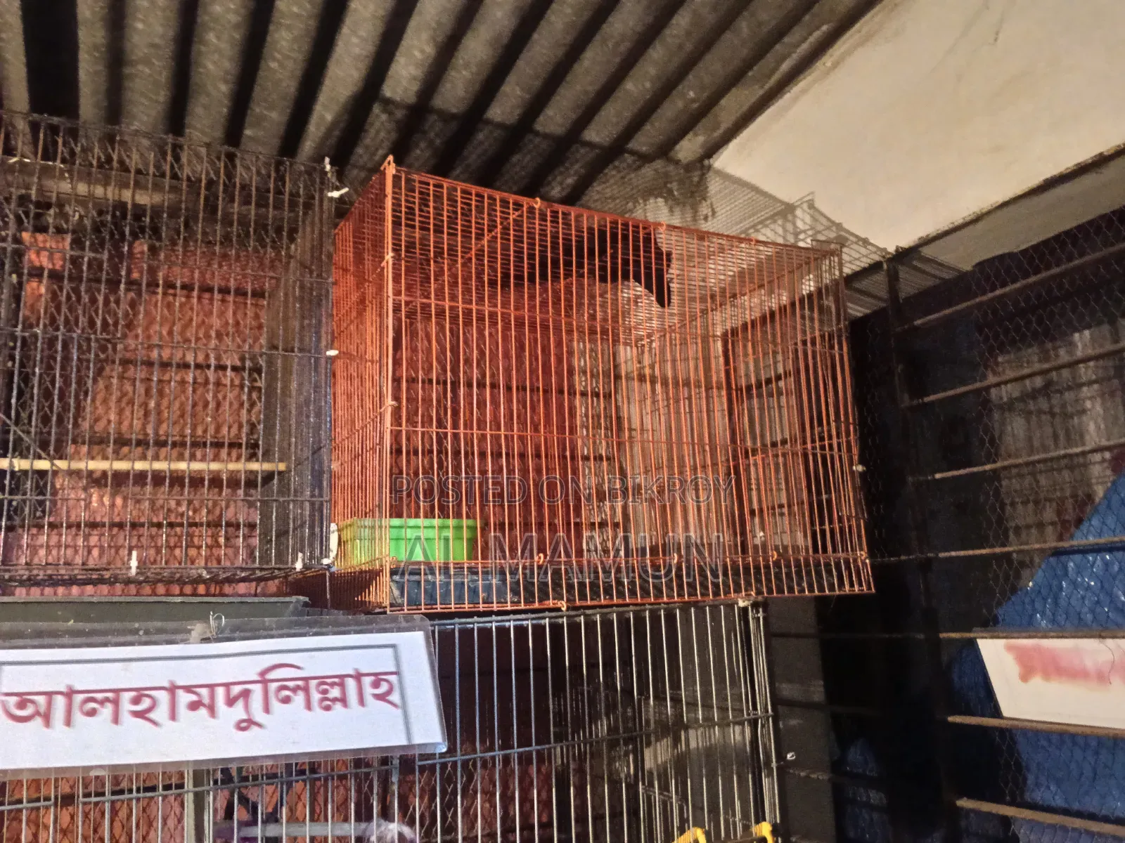 কোকাটেল পাখির আছে বাচ্চা আছে খাছা বিক্রি করবো ছয়টা