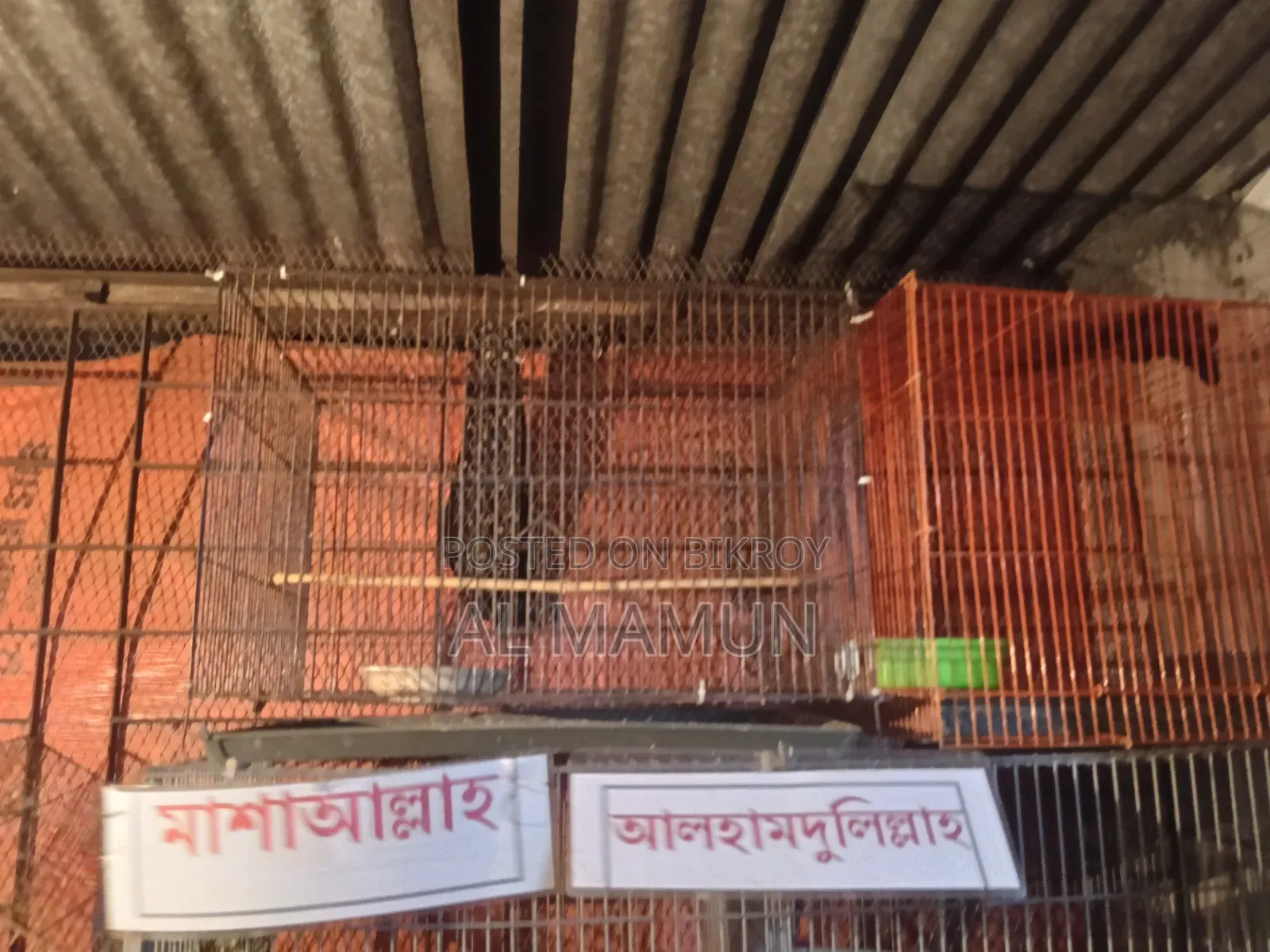 কোকাটেল পাখির আছে বাচ্চা আছে খাছা বিক্রি করবো ছয়টা