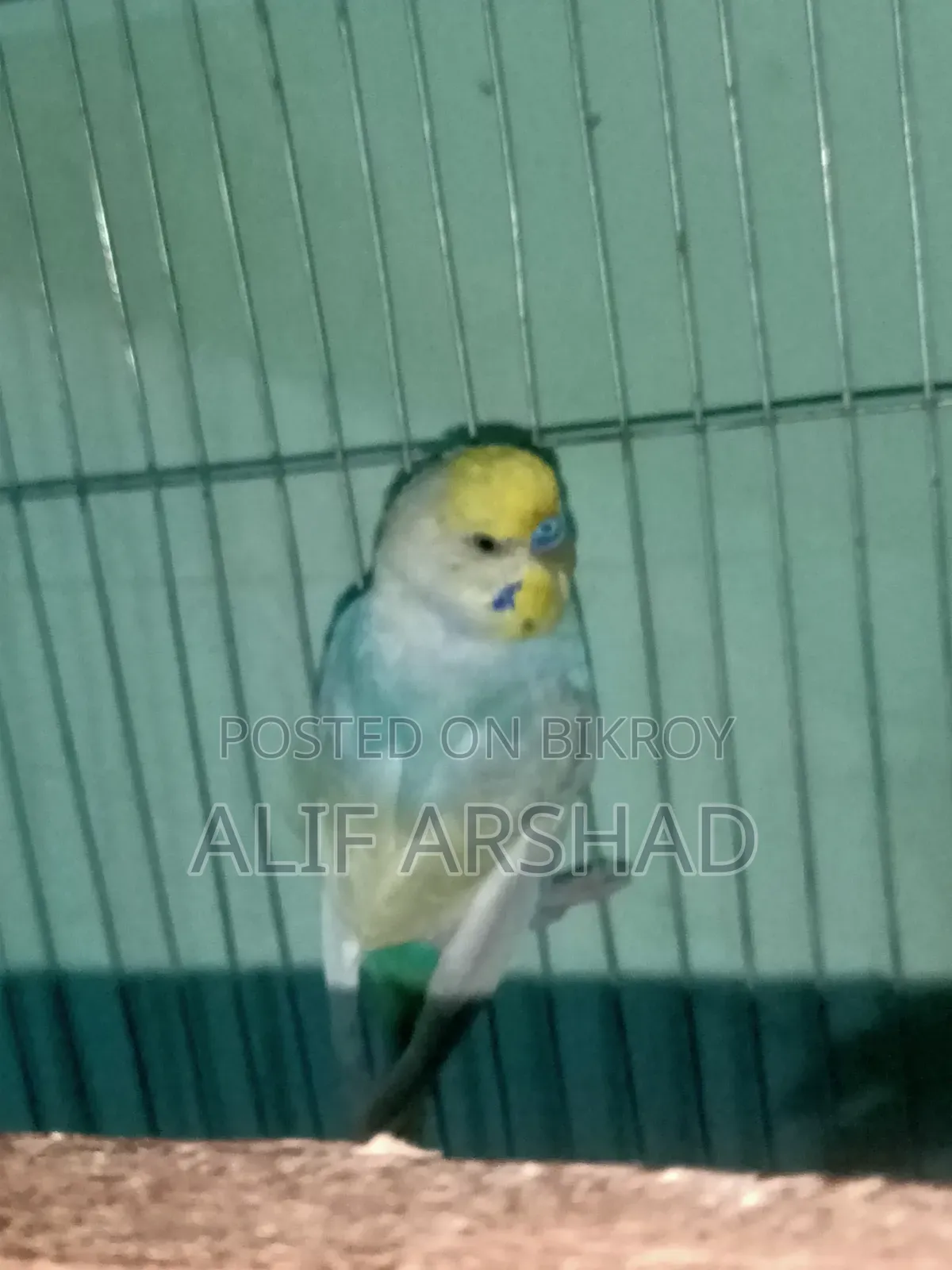 রেইনবো ব্রিডিং জোড়া