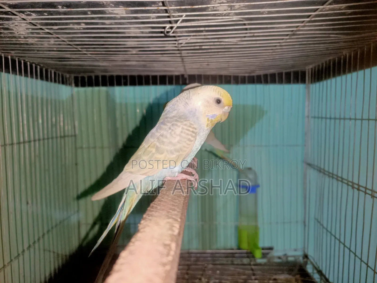 রেইনবো ব্রিডিং জোড়া
