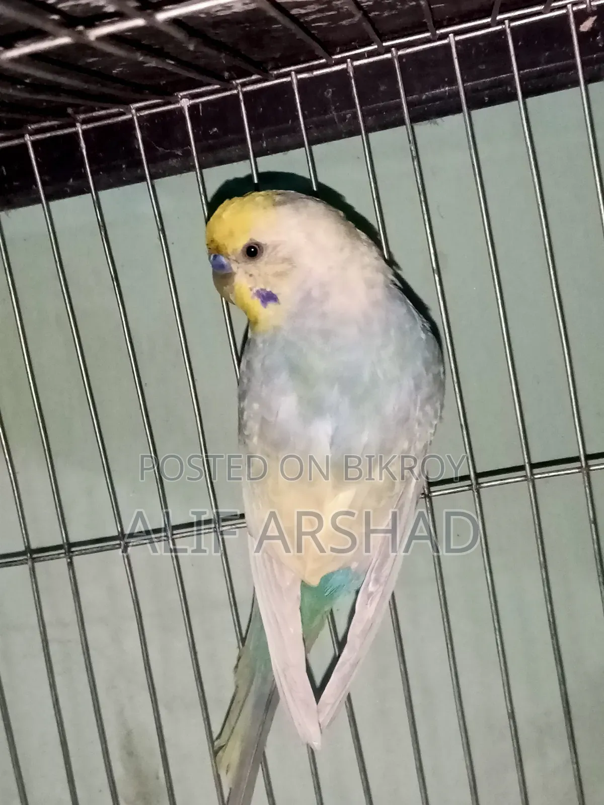 রেইনবো ব্রিডিং জোড়া