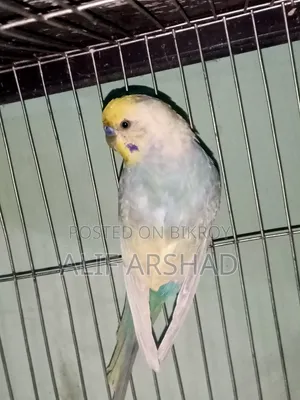 রেইনবো ব্রিডিং জোড়া
