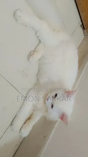 ৩-৬ মাস বয়সী স্ত্রী পিওরব্রেড পার্সিয়ান