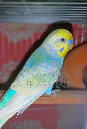 রেইনবো ব্রিডিং জোড়া