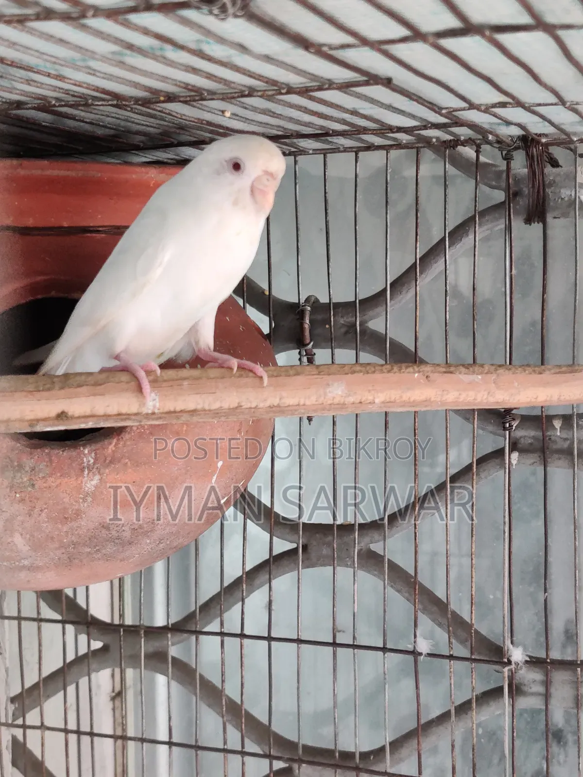Red Eyed Albino Female Budgerigar / রেড আই এলবিনো বাজরিগার
