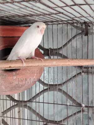 রেড আই এলবিনো ফিমেল বাজরিগার / Red Eyed Albino Female Budgerigar