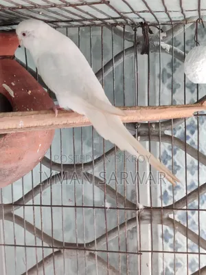 Red Eyed Albino Female Budgerigar / রেড আই এলবিনো বাজরিগার