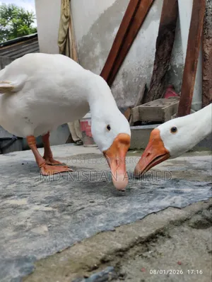 King Goose, home-raised.