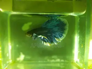 বেট্টা ফিশ