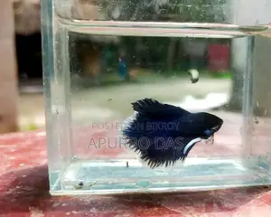 বেট্টা ফিশ