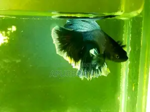 বেট্টা ফিশ